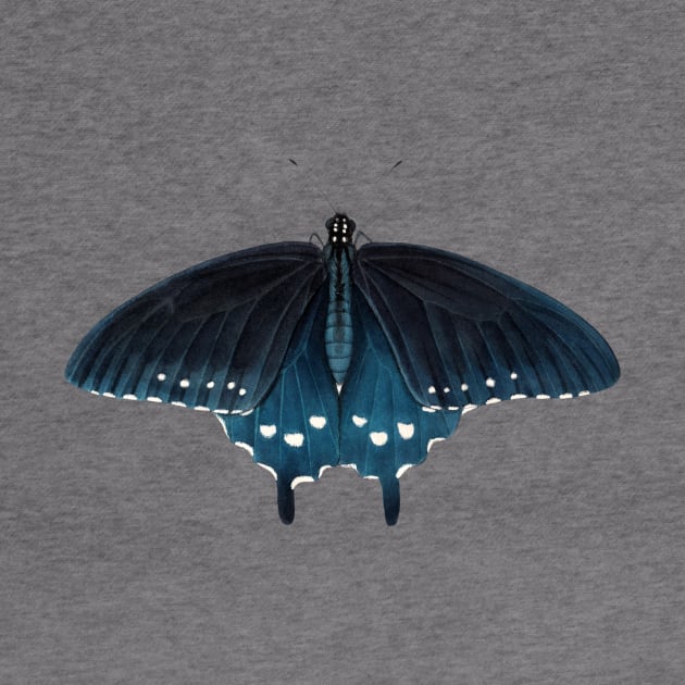 Pipevine Swallowtail by JadaFitch